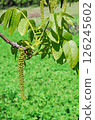 Walnut flowers close-up in early spring 126245602