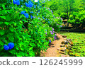 有繡球花的小路 有繡球花的小路 126245999