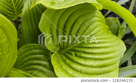 Large leaves of green hosta in raindrops on a summer cottage. Decorative flowers 126246133