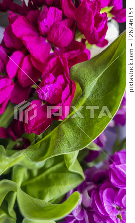 Bouquet of delicate lilac pink and red matthiola flowers on a light background. 126246153