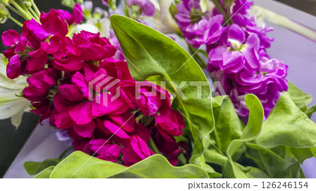 Bouquet of delicate lilac pink and red matthiola flowers on a light background. Bouquet of delicate lilac pink and red matthiola flowers on a light background. 126246154