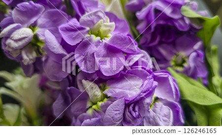 Bouquet of delicate lilac pink and red matthiola flowers on a light background. Bouquet of delicate lilac pink and red matthiola flowers on a light background. 126246165