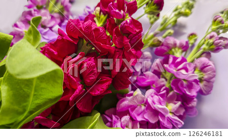 Bouquet of delicate lilac pink and red matthiola flowers on a light background. Bouquet of delicate lilac pink and red matthiola flowers on a light background. 126246181