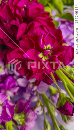Bouquet of delicate lilac pink and red matthiola flowers on a light background. 126246184