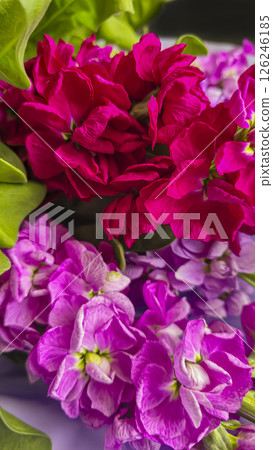 Bouquet of delicate lilac pink and red matthiola flowers on a light background. Bouquet of delicate lilac pink and red matthiola flowers on a light background. 126246185
