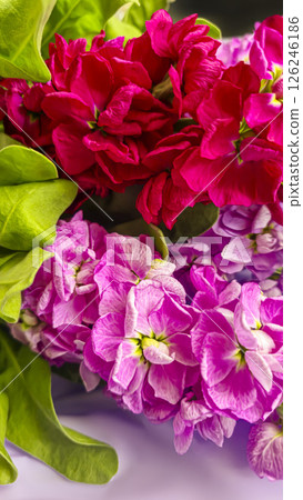 Bouquet of delicate lilac pink and red matthiola flowers on a light background. Bouquet of delicate lilac pink and red matthiola flowers on a light background. 126246186
