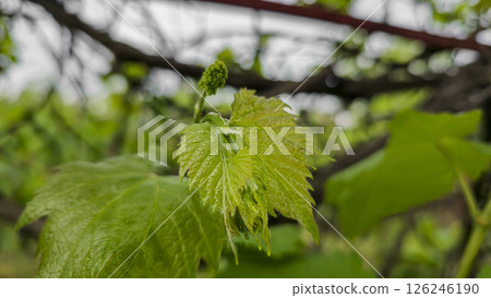 Leaves and small bunches of grapes at the dacha. Growing food. 126246190