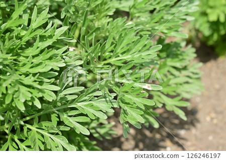 Artemisia absinthium (Asteraceae) perennial plant 126246197