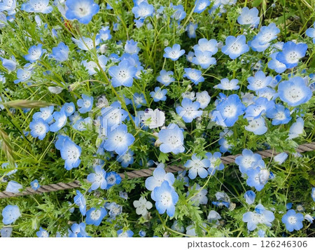 Nemophila field 126246306