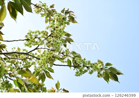 Prunus japonica (Rosaceae) A tree of the genus Prunus Prunus japonica (Rosaceae) A tree of the genus Prunus 126246399