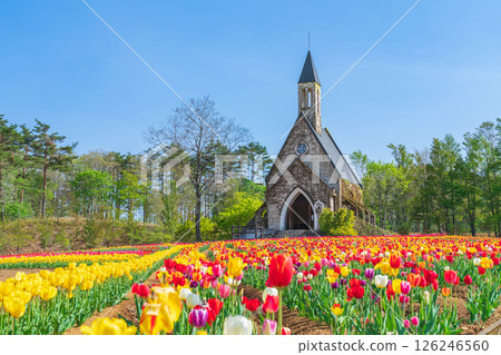 晝野高原、田園村落、鬱金香盛開（岐阜縣上市） 126246560