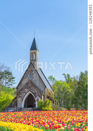 Hirugano Plateau, pastoral village, tulips in full bloom (Gujo City, Gifu Prefecture) Hirugano Plateau, pastoral village, tulips in full bloom (Gujo City, Gifu Prefecture) 126246561