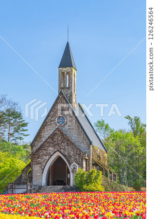 Hirugano Plateau, pastoral village, tulips in full bloom (Gujo City, Gifu Prefecture) Hirugano Plateau, pastoral village, tulips in full bloom (Gujo City, Gifu Prefecture) 126246564