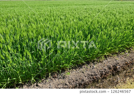 A lush, growing wheat field A lush, growing wheat field 126246567