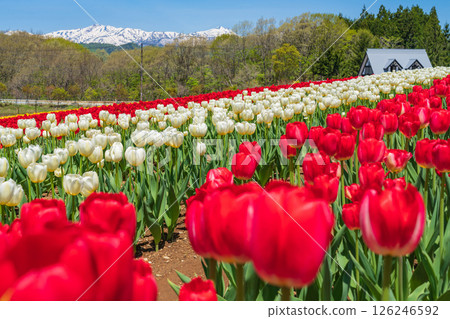 Hirugano Plateau, pastoral village, tulips in full bloom (Gujo City, Gifu Prefecture) 126246592