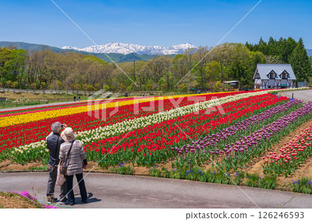 晝野高原、田園村落、鬱金香盛開（岐阜縣上市） 126246593