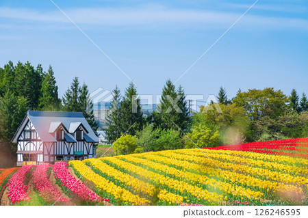 Hirugano Plateau, pastoral village, tulips in full bloom (Gujo City, Gifu Prefecture) 126246595