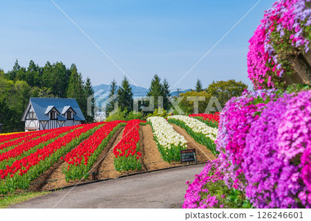 Hirugano Plateau, pastoral village, tulips in full bloom (Gujo City, Gifu Prefecture) 126246601