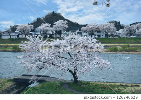 Kakunodate Cherry blossoms in full bloom Kakunodate Cherry blossoms in full bloom 126246629