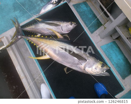 大量金槍魚落到一艘漁船上 126246815