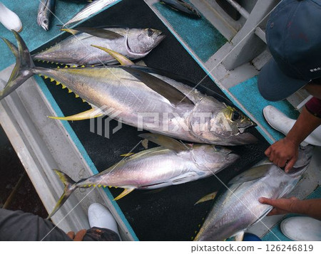A large amount of tuna landed on a fishing boat 126246819