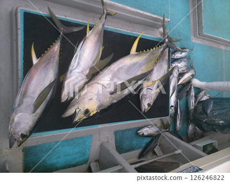 A large amount of tuna landed on a fishing boat 126246822