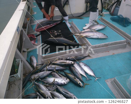 大量金槍魚落到一艘漁船上 大量金槍魚落到一艘漁船上 126246827