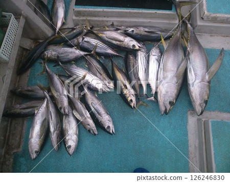 大量金槍魚落到一艘漁船上 大量金槍魚落到一艘漁船上 126246830