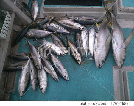 A large amount of tuna landed on a fishing boat A large amount of tuna landed on a fishing boat 126246831