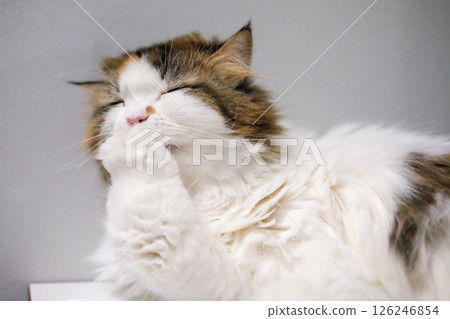 Close up of cute fluffy white cat licking and cleaning itself. Mixed breed cat between Maine Coon and Scottish Fold. Close up of cute fluffy white cat licking and cleaning itself. Mixed breed cat between Maine Coon and Scottish Fold. 126246854
