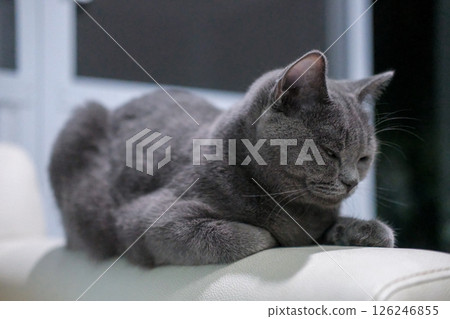 9 months old British Blue, British Shorthair cat sleeping on the armrest of the chair 9 months old British Blue, British Shorthair cat sleeping on the armrest of the chair 126246855