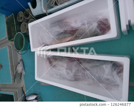 Red tuna packed in a styrofoam box 126246877