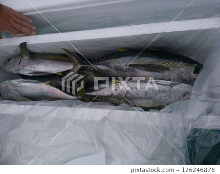 Tuna being prepared for shipment on board Tuna being prepared for shipment on board 126246878
