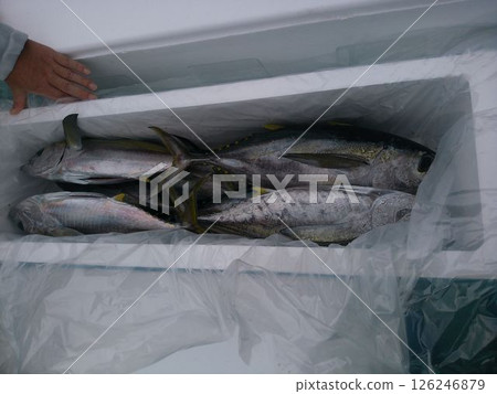 Tuna being prepared for shipment on board Tuna being prepared for shipment on board 126246879