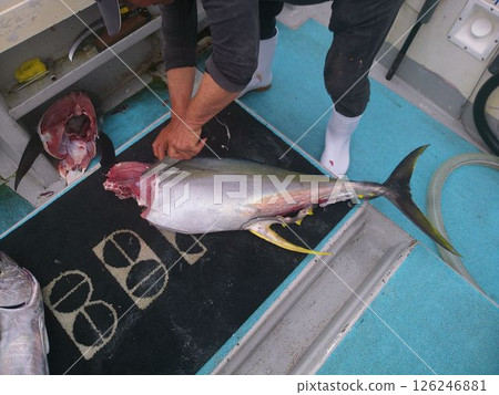 Yellowfin tuna being filleted on board 126246881