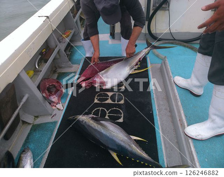 Yellowfin tuna being filleted on board 126246882