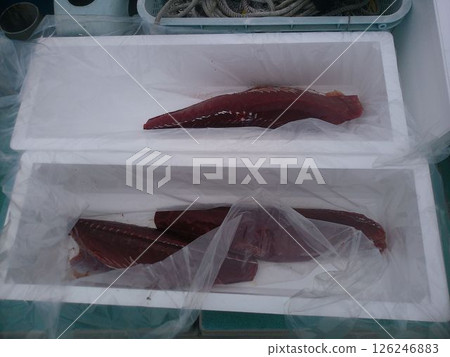 Red tuna packed in a styrofoam box Red tuna packed in a styrofoam box 126246883