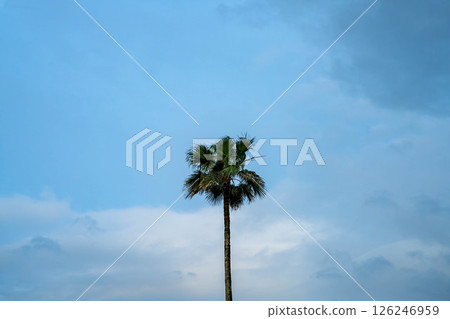 棕櫚樹和天空 126246959
