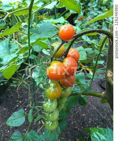 Fresh red tomatoes grown in a home garden 126246960