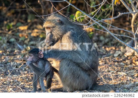 Baboon family in Chobe Baboon family in Chobe 126246962