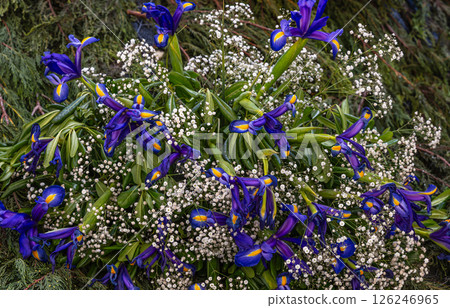 Blue Iris and Baby's Breath Bouquet 126246965