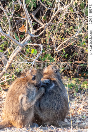 Baboon family in Chobe Baboon family in Chobe 126246978