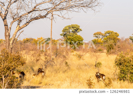A sable antilope in Bwabwata national park A sable antilope in Bwabwata national park 126246981