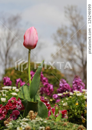 Tulips blooming in the flowerbed Tulips blooming in the flowerbed 126246999