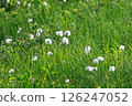 Cotton grass in the wet marshland 126247052