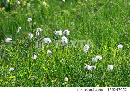 濕地裡的棉花草 126247052