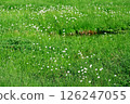 Cotton grass high moor 126247055
