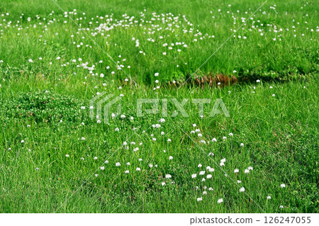 Cotton grass high moor 126247055