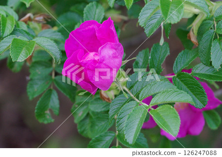 玫瑰科的紅色花朵，Rugosa rugosa 126247088