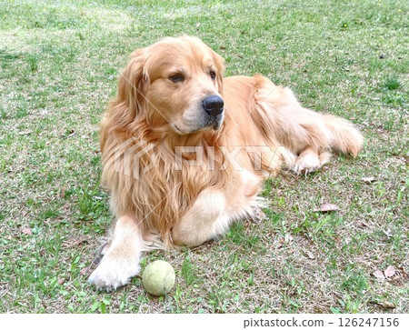 可愛的黃金獵犬躺在綠色的草地上 126247156